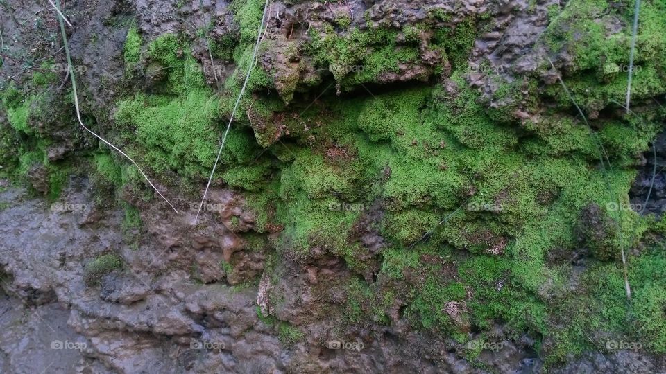 A beautiful scene of valley Moss on the valley edge.