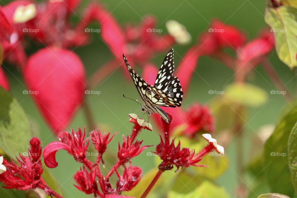 butterfly in the garden, Banglore, lalbagh, india