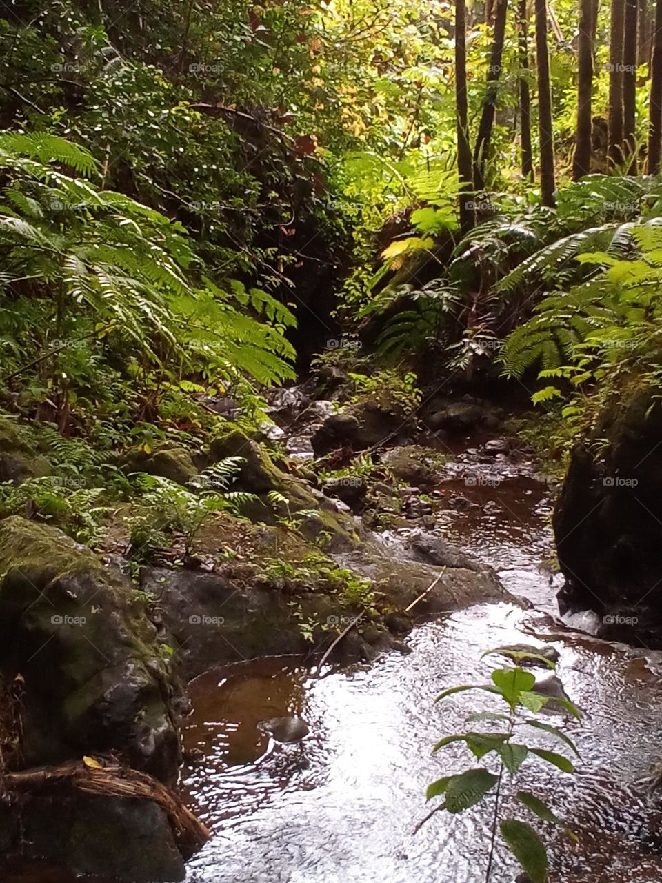 Gentle water fall through large rocks makes a path through dense growth.