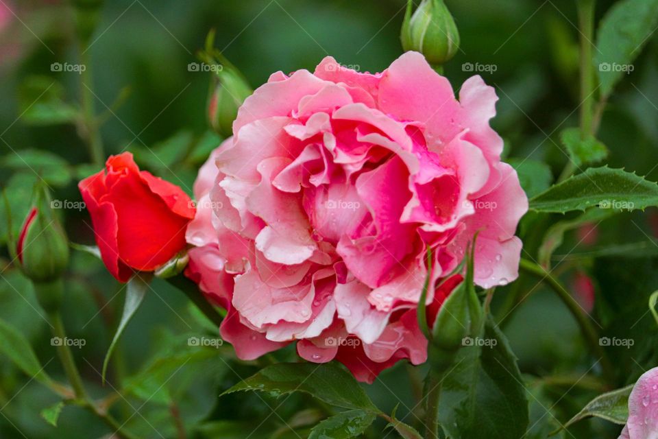 Pink rose at the rain