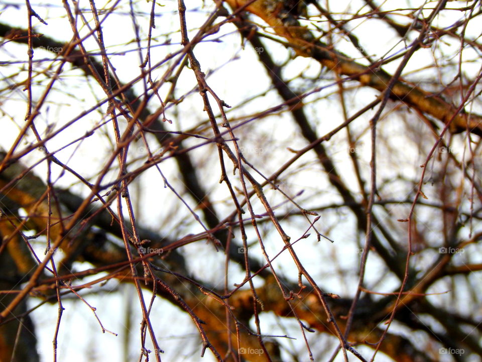 Branches