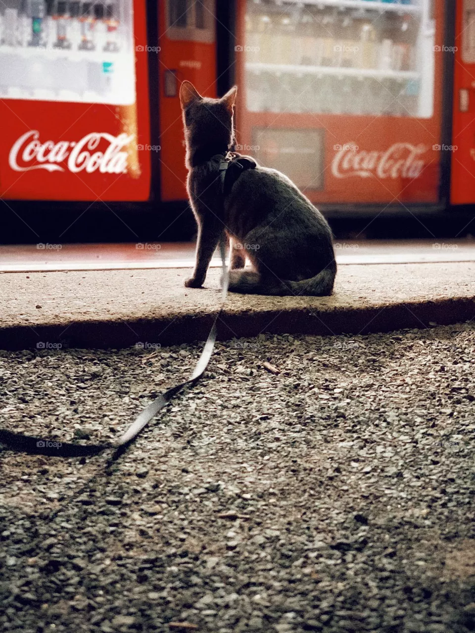 Cassie cat