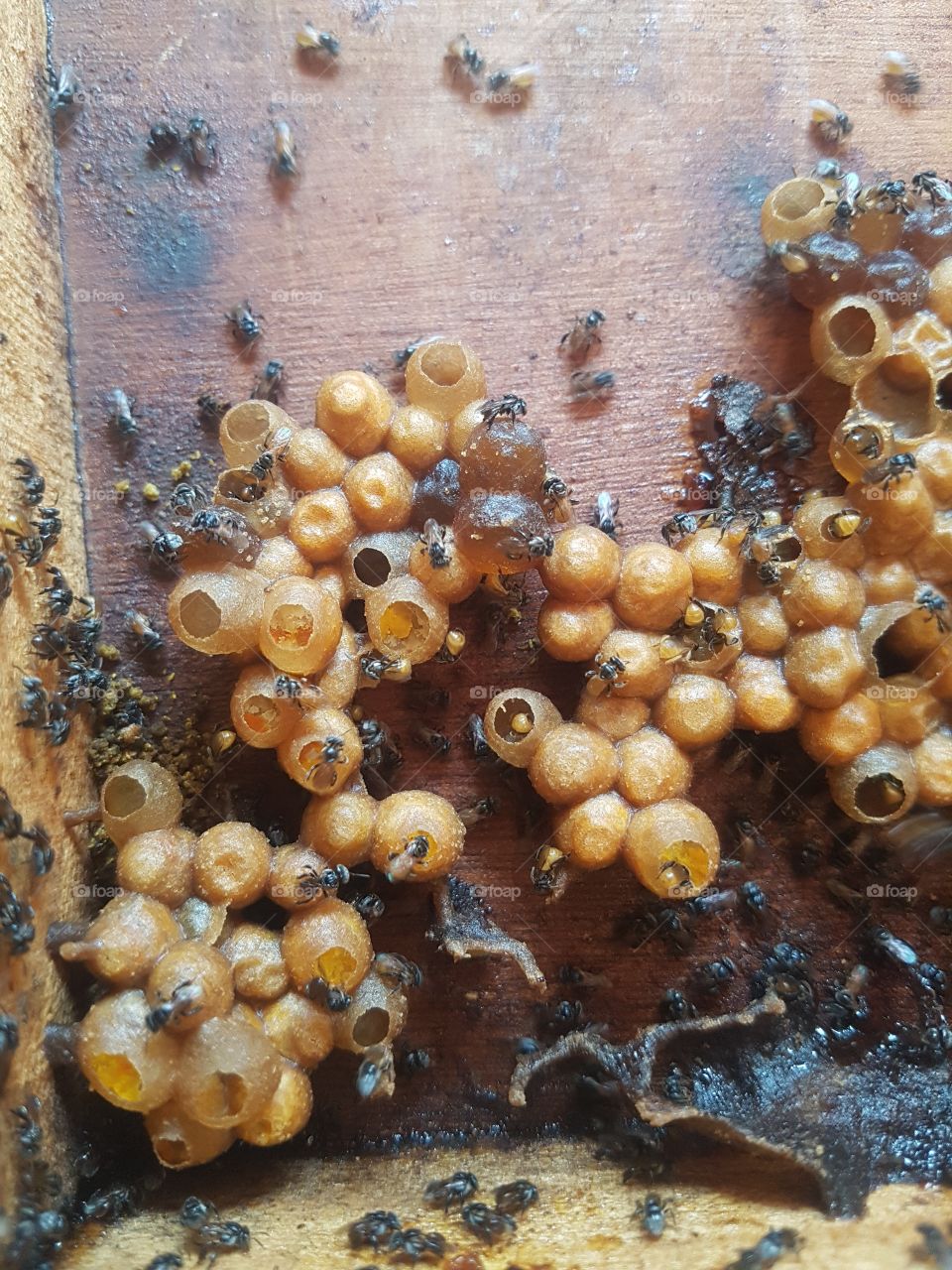 close up of stinglest bee hive with eggs