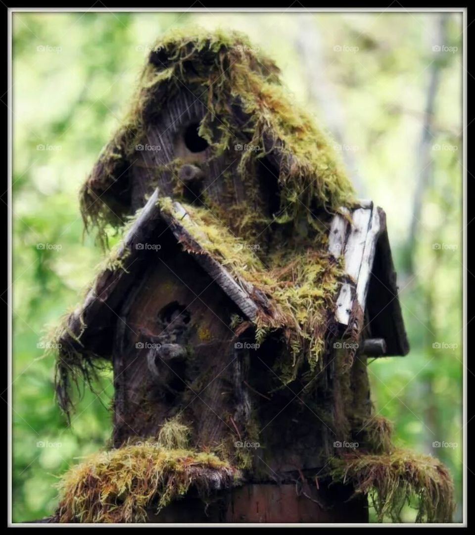 mossy birdhouse