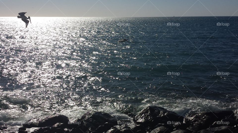 Pelicans. Afternoon in Mexico