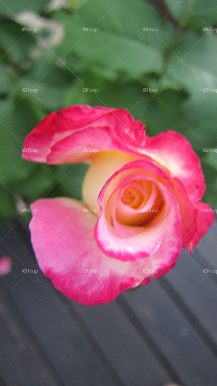 Rose 2