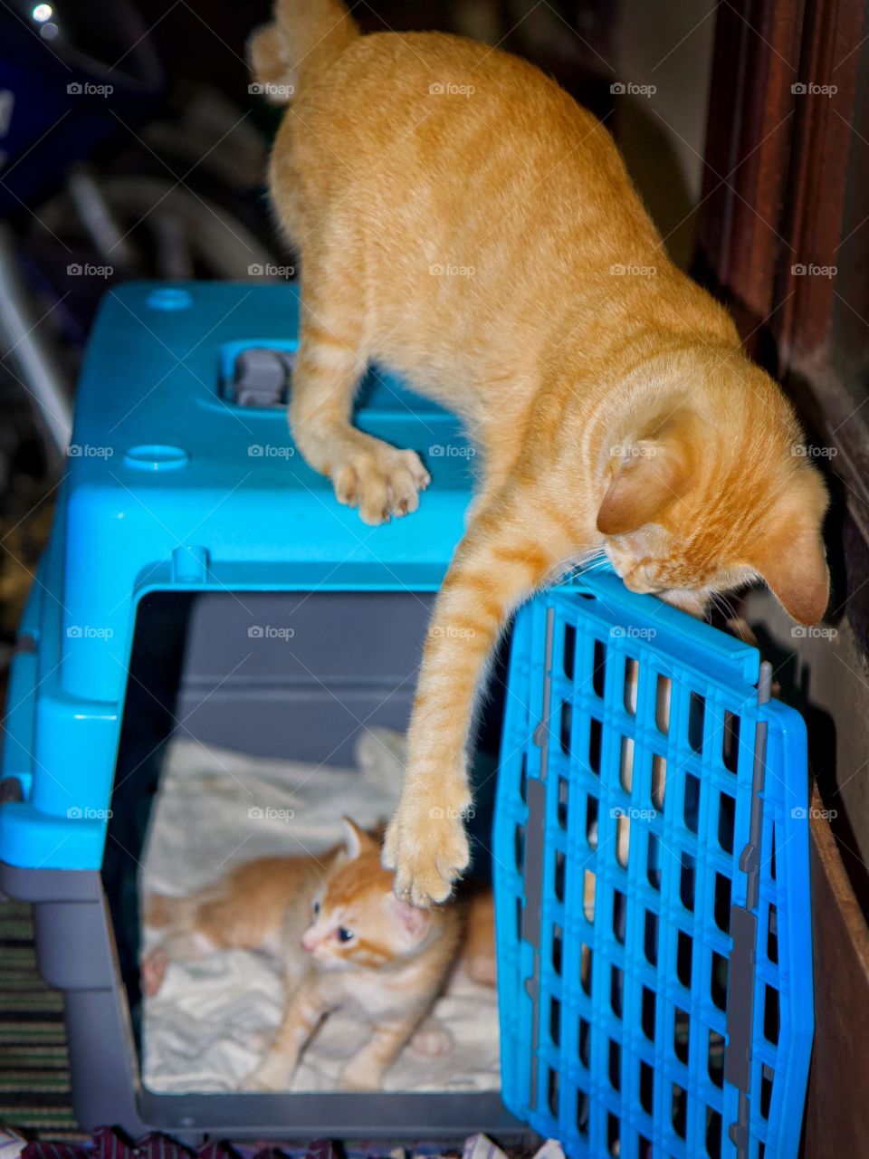 Old brother kitten annoying the little bro kitty