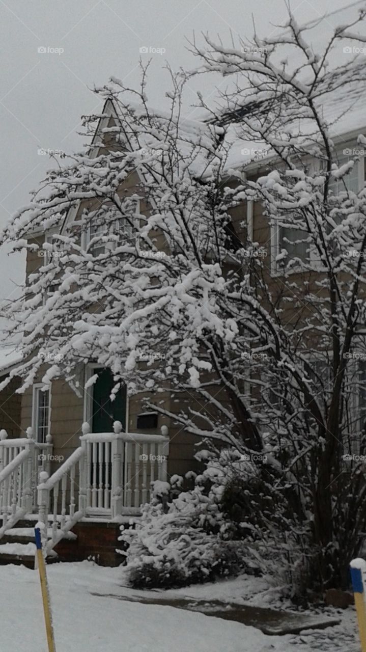 Snowy Tree. Winter Blast