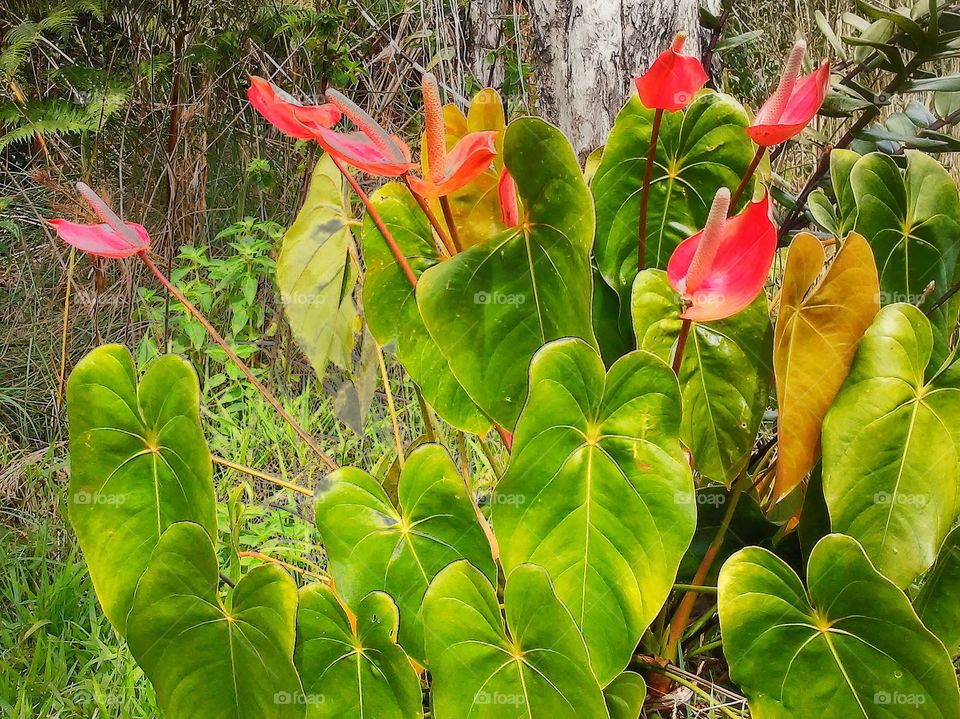 Anthuriums