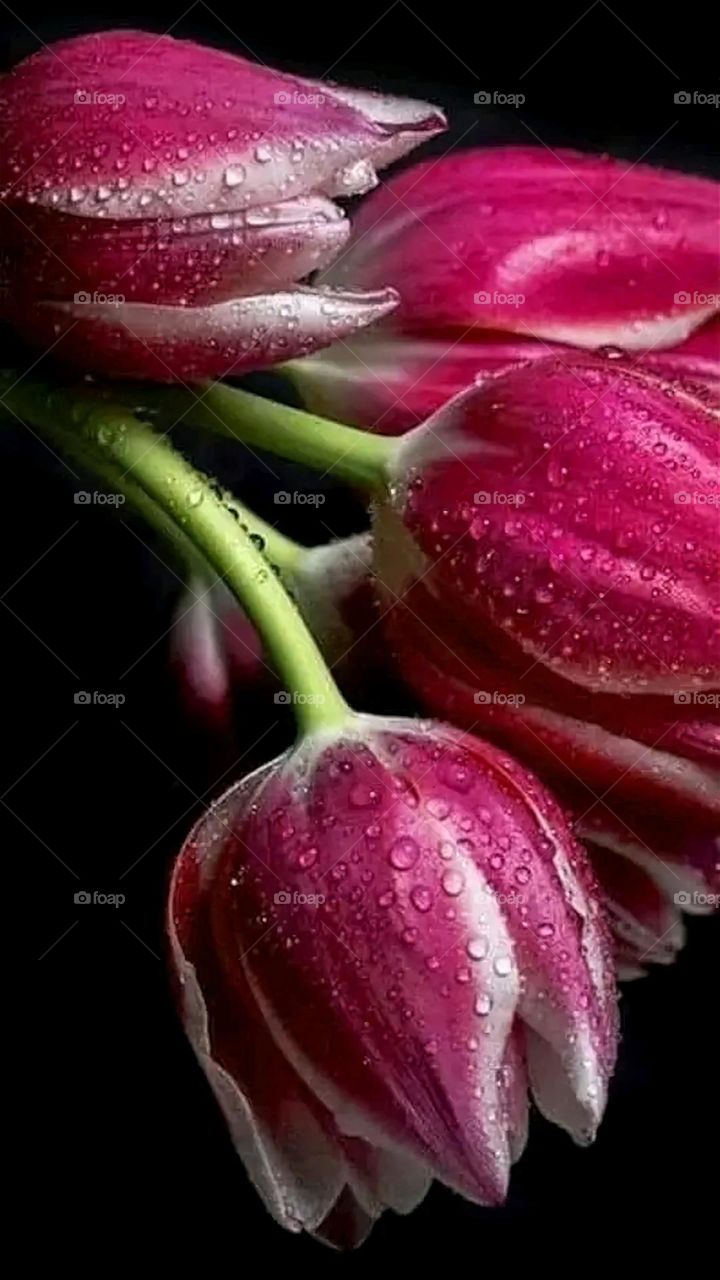 A very beautiful picture, and there is no better picture than it. There is no better picture of green herbs and colorful, red and white roses than it. Glory be to God, the natural and picturesque view, and there is no more wonderful picture than it.