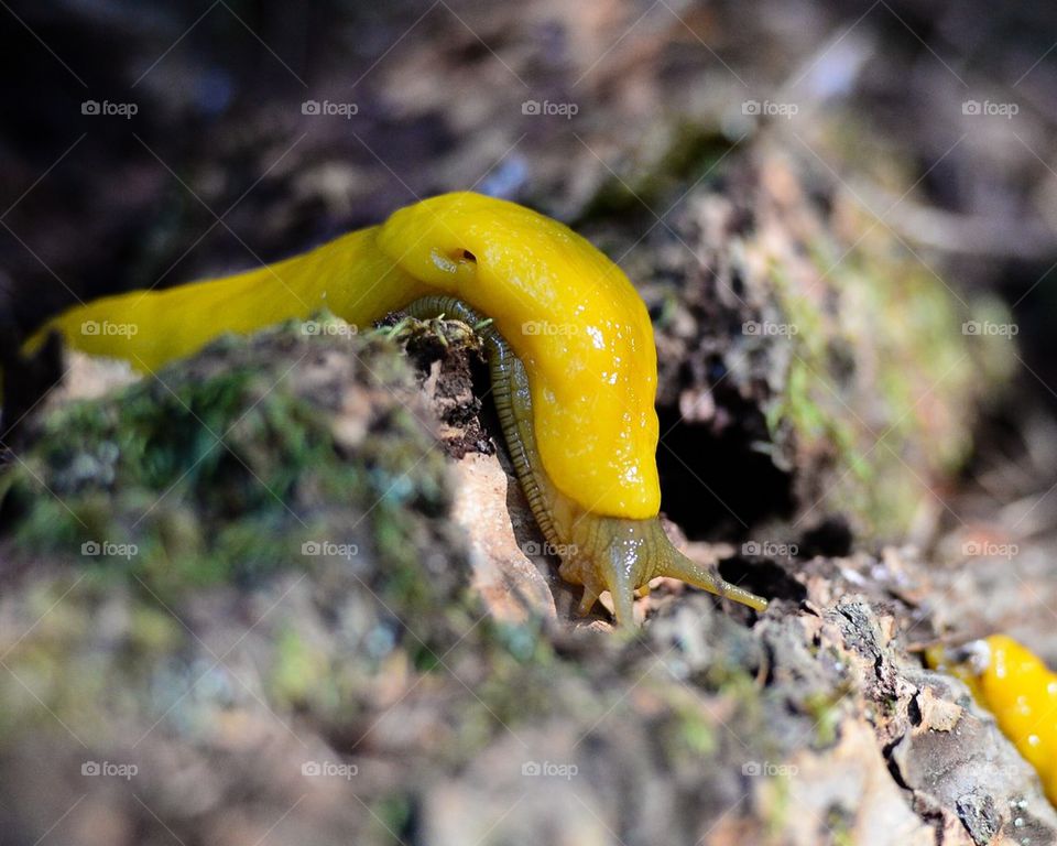 Banana Slug