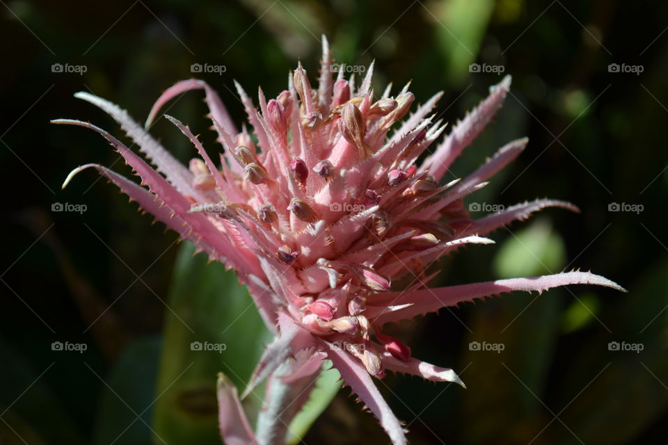 spiky flower