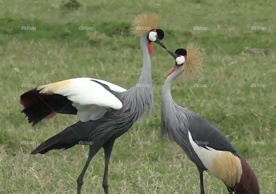 Crowned cranes duet 