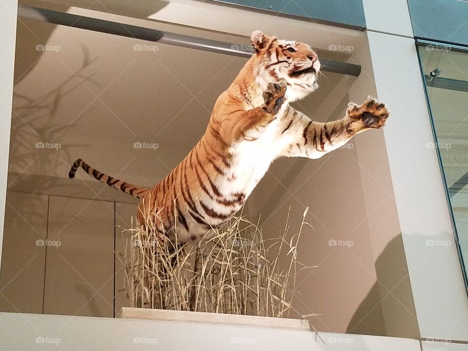 Tiger display at Museum of Natural History in DC