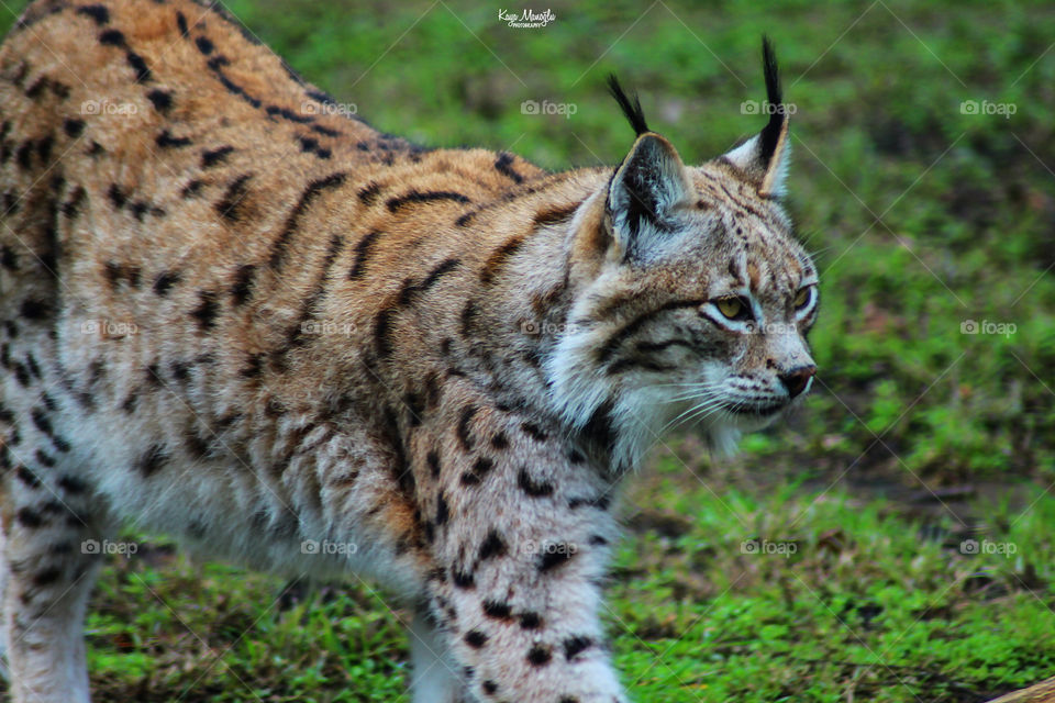 The Lynx