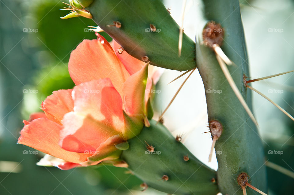Prickly Pear Cactus in Bloom 