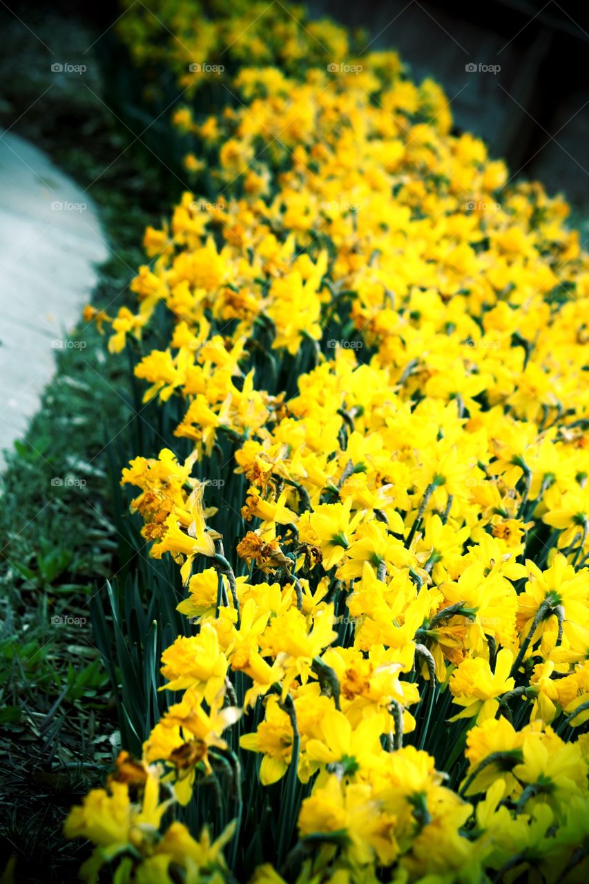 Bed of Daffodils 