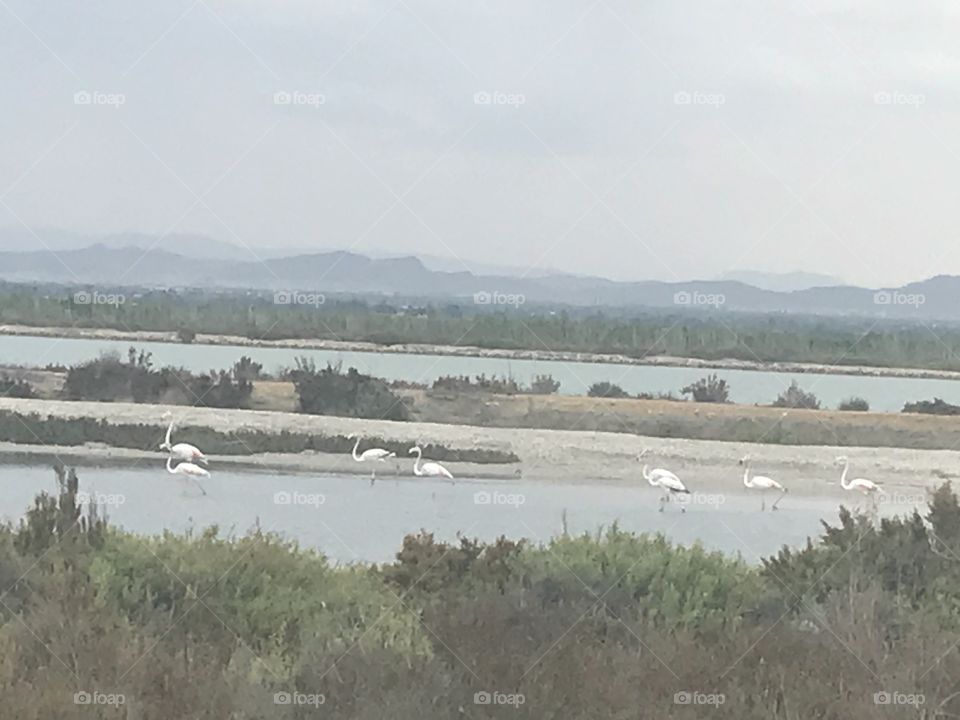 Beautiful and sweet Flamingos in Alicante, Spain