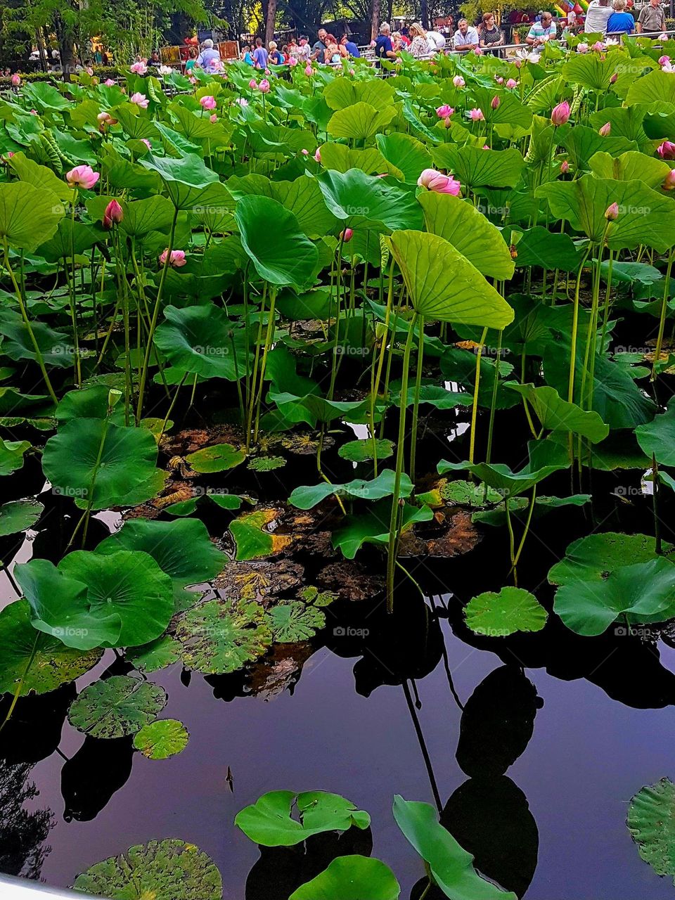 the lake with water lilies