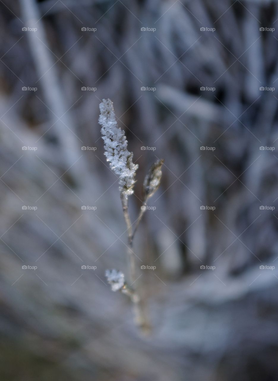 Close-up of plant