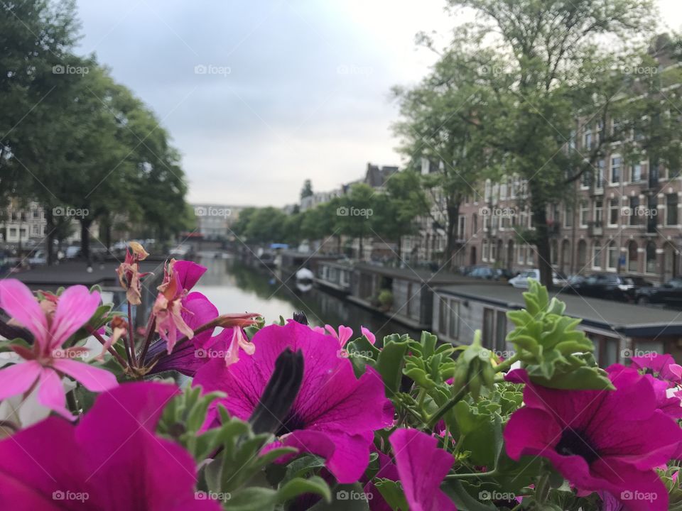 Flowers and houseboats on the canal in Amsterdam 