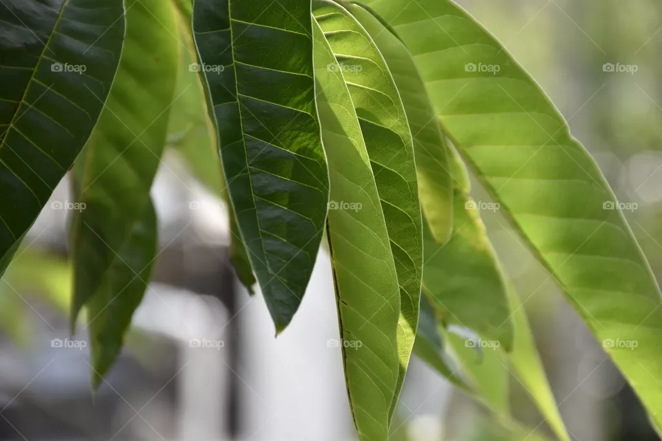 leaves