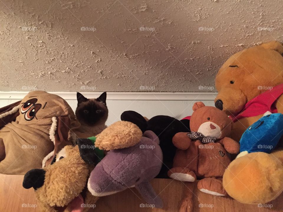 Stuffed animals 