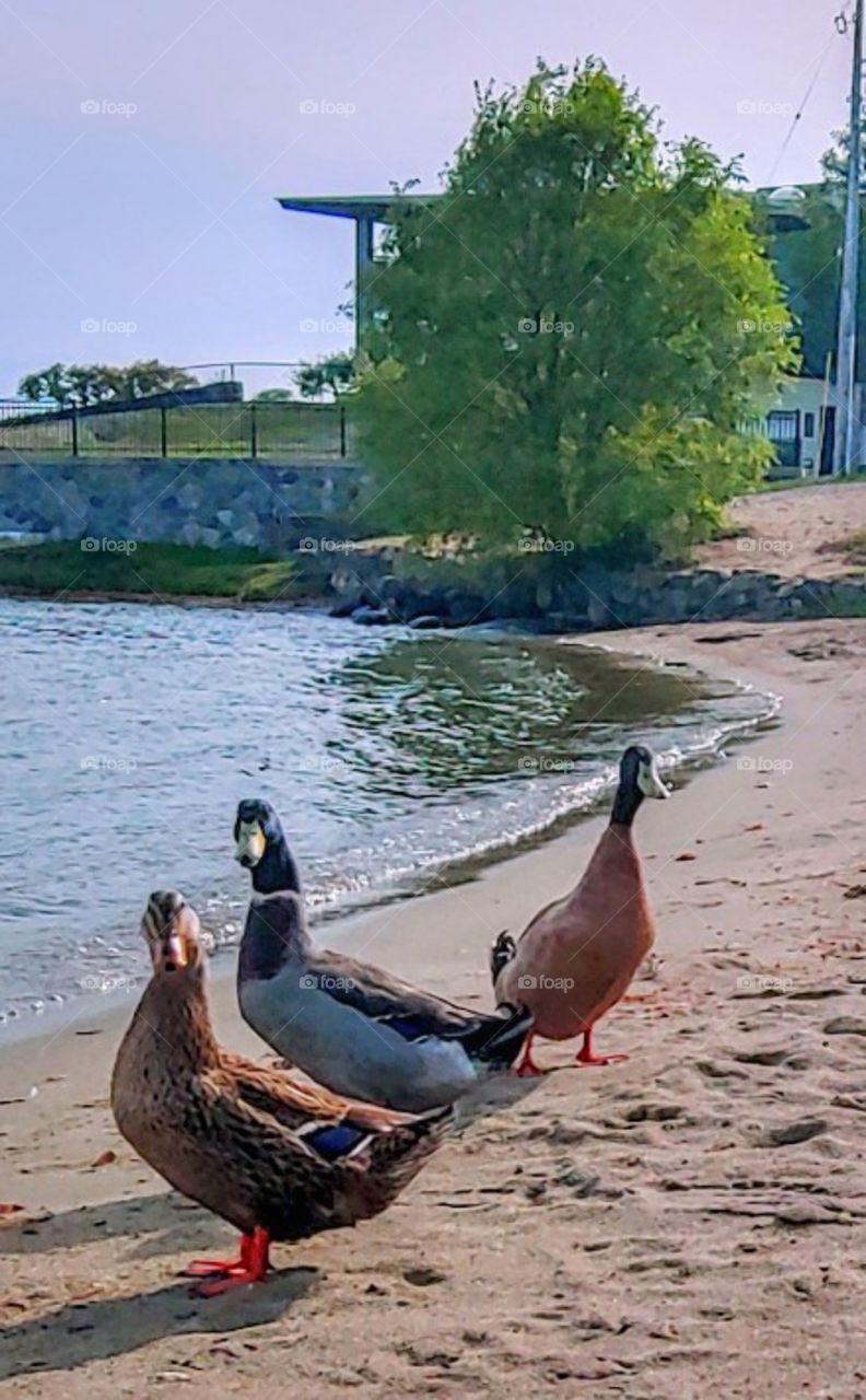 A trio of ducks!
