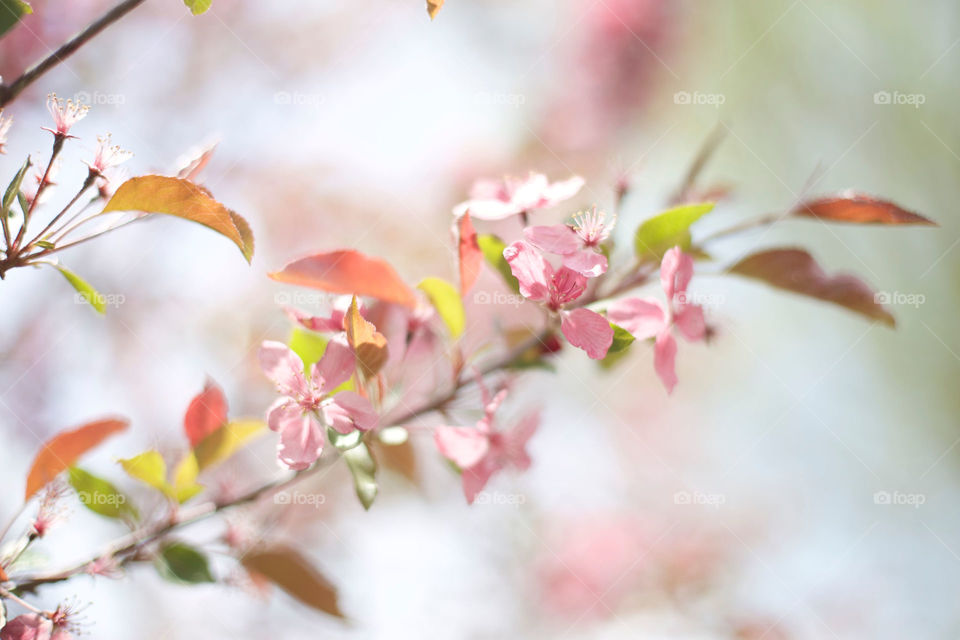 Blooming flowers 