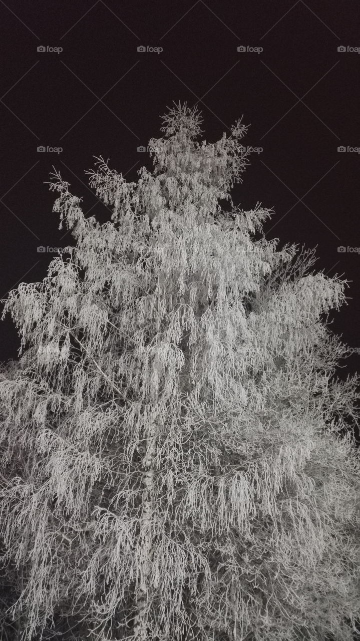 Night. Winters tree