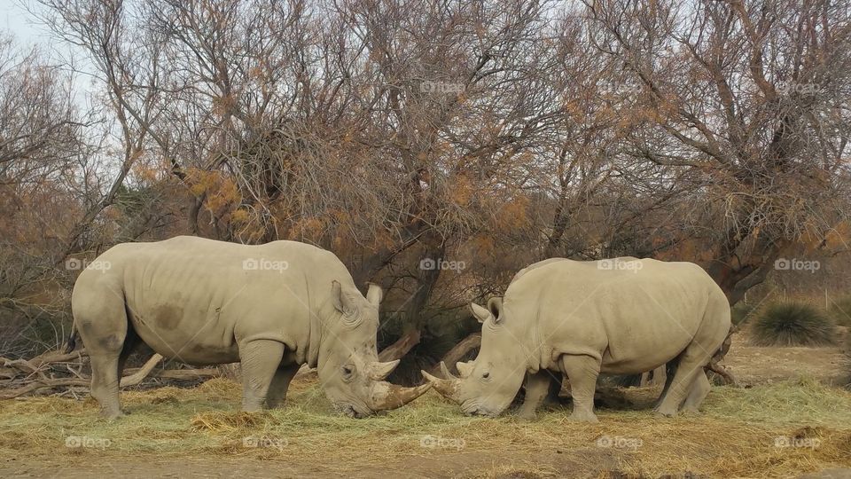 Rhino love.