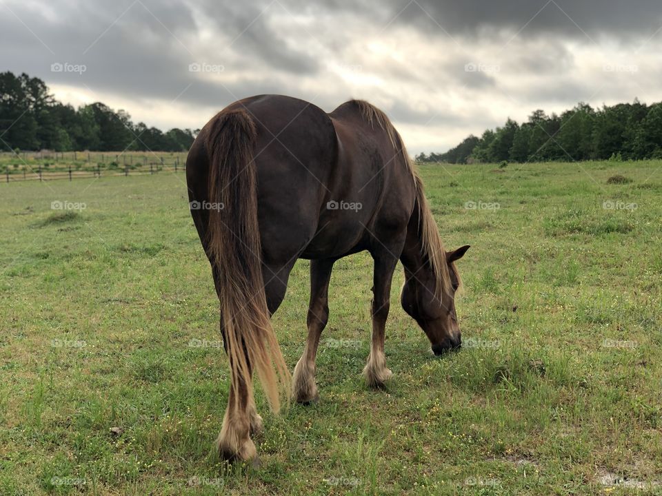 I got this photo right before it started raining that day, big Leo just wanted me to leave him alone so he could graze