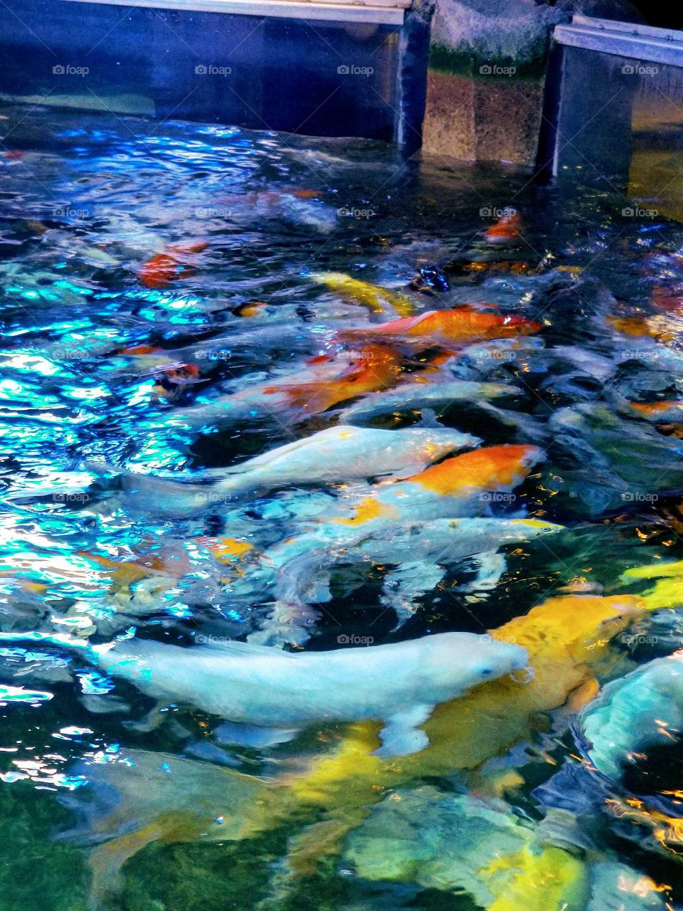Coy fish at Austin Aquarium wait to be fed