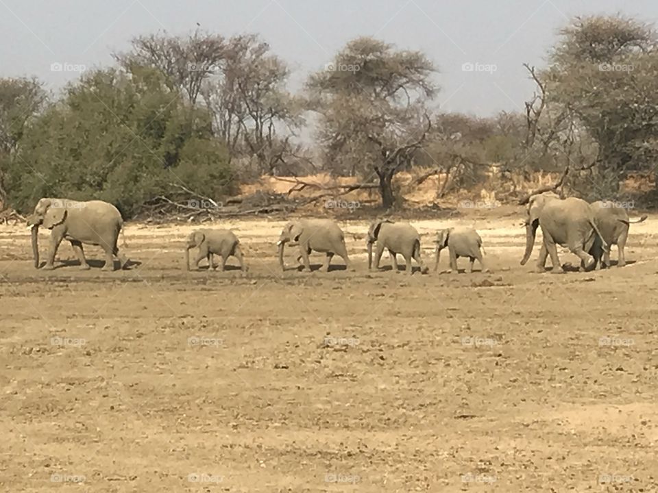 Elephants headed to drink