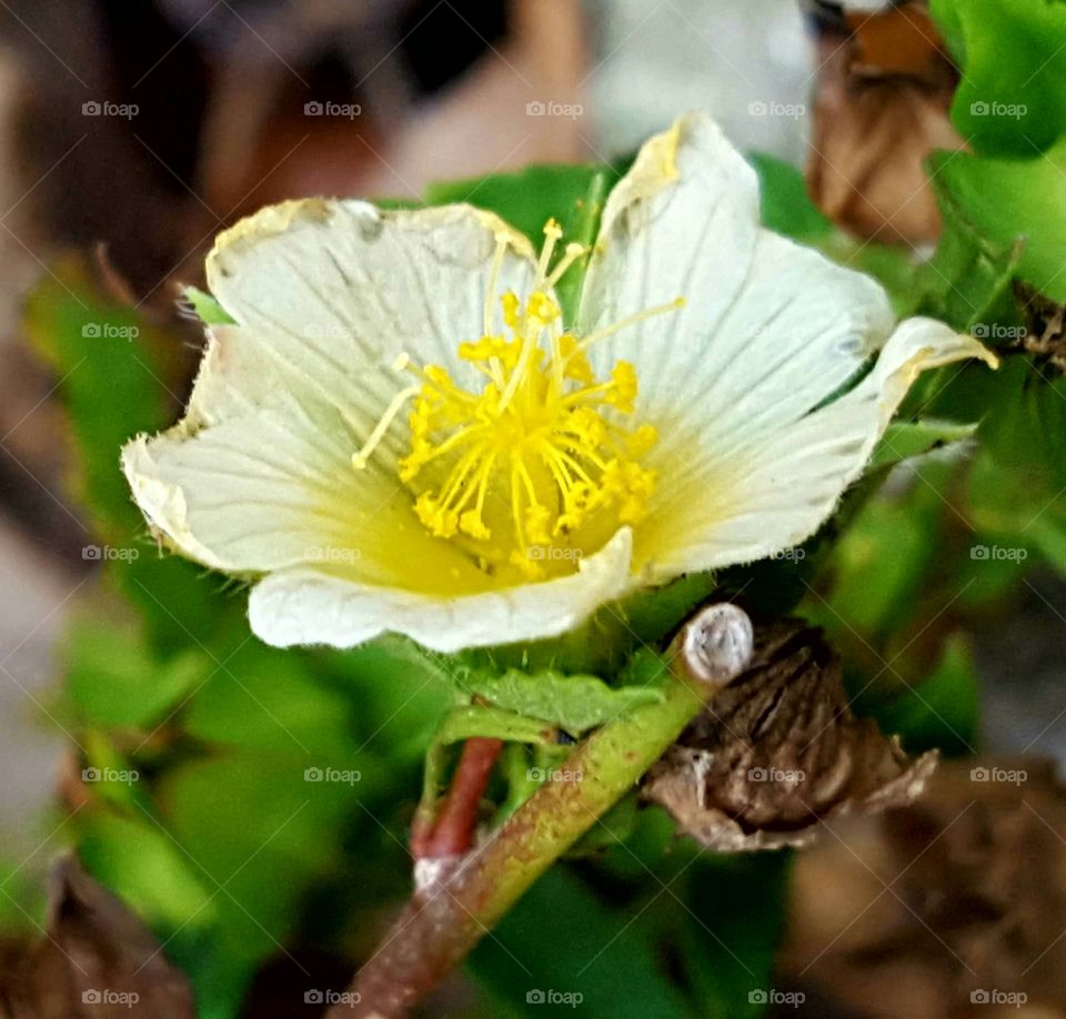 Nature, Flora, Leaf, Flower, No Person