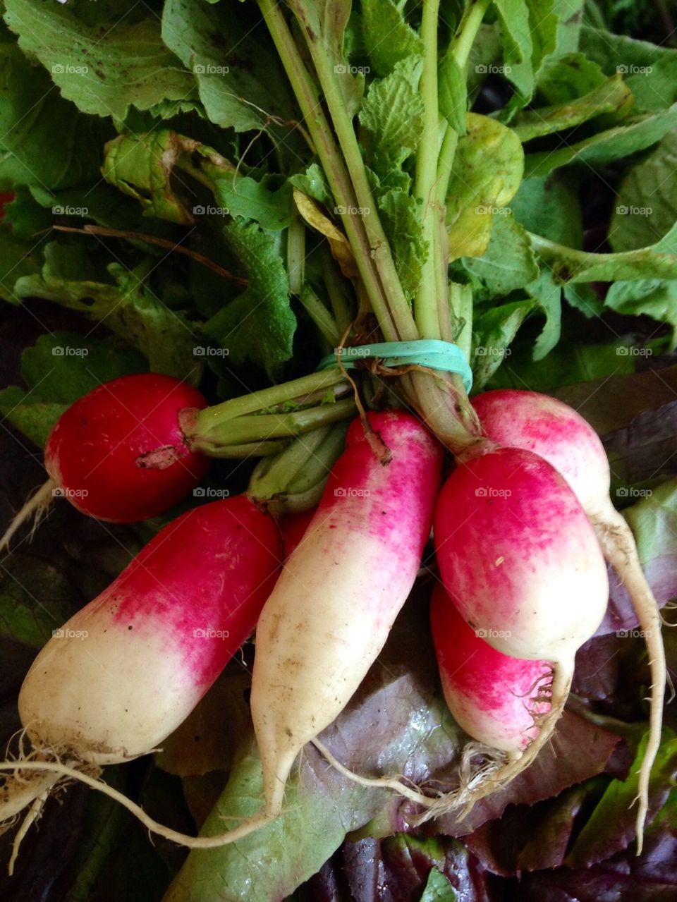 Radishes 