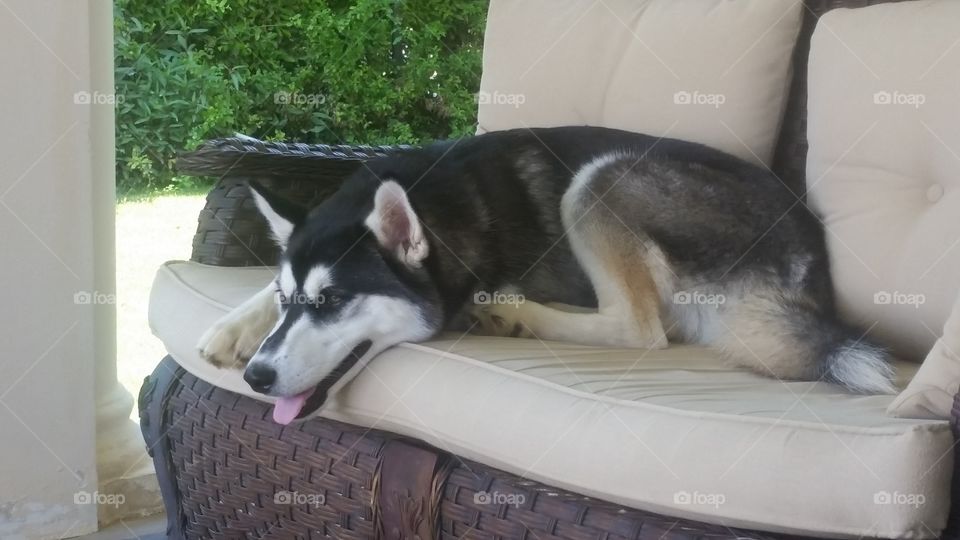 husky dog feeling lazy sitting on a couch outdoors