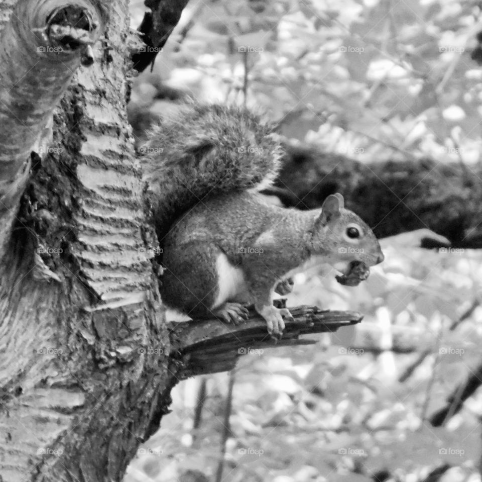 Cute little squirrel