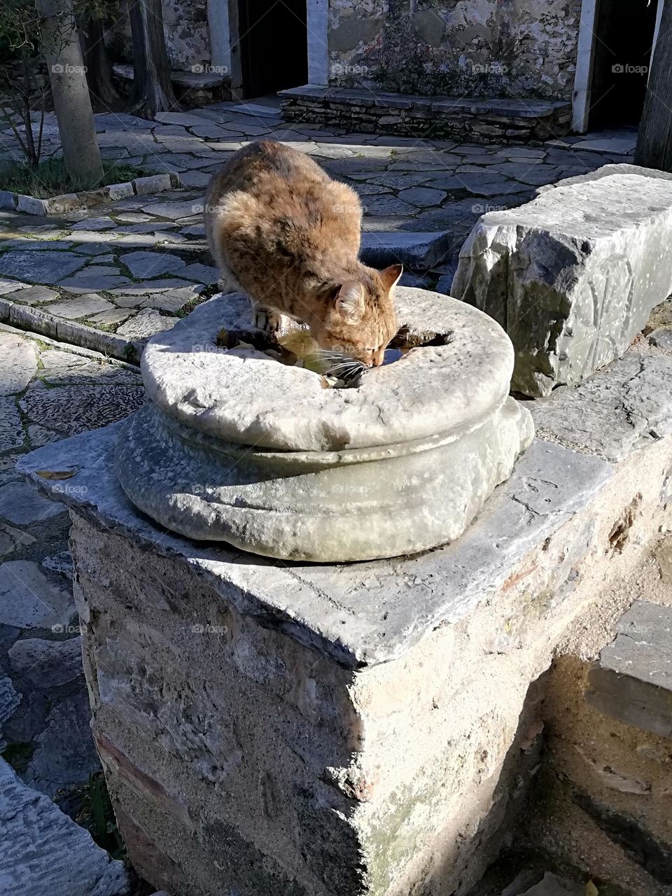Cat drinking water