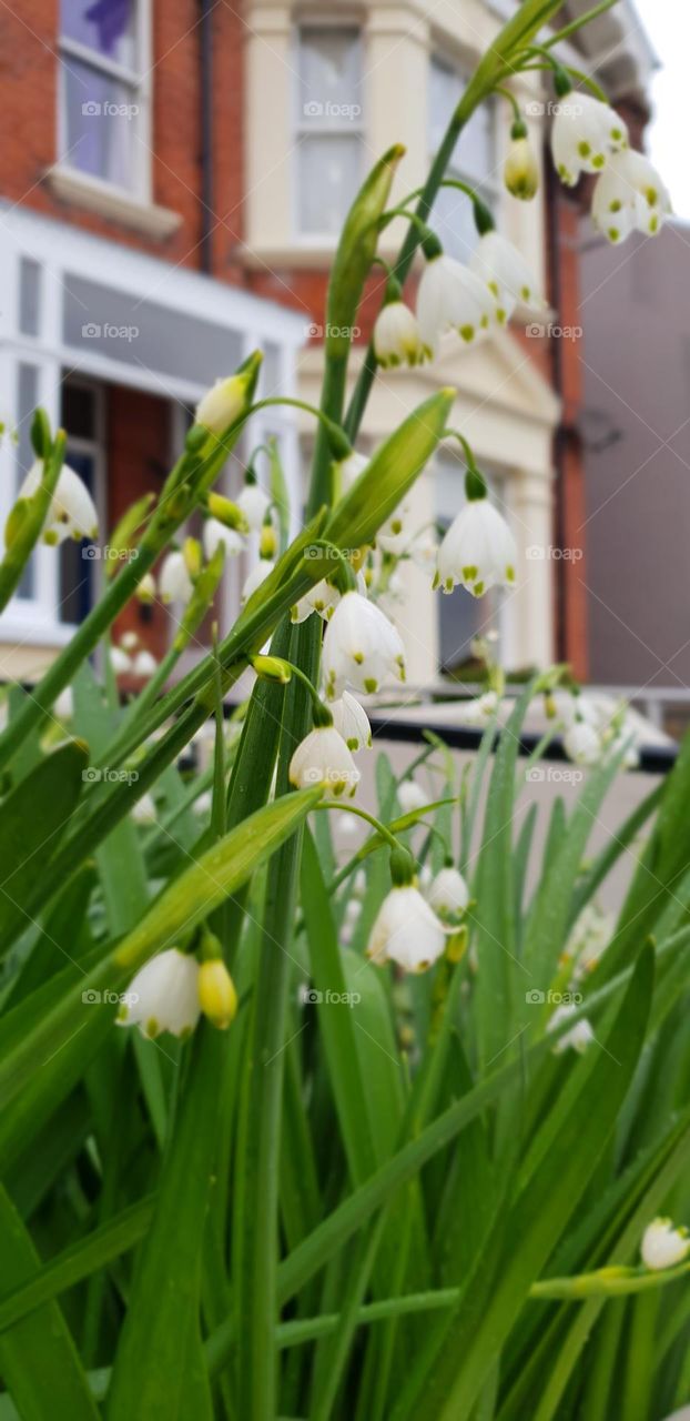 Beautiful flowers