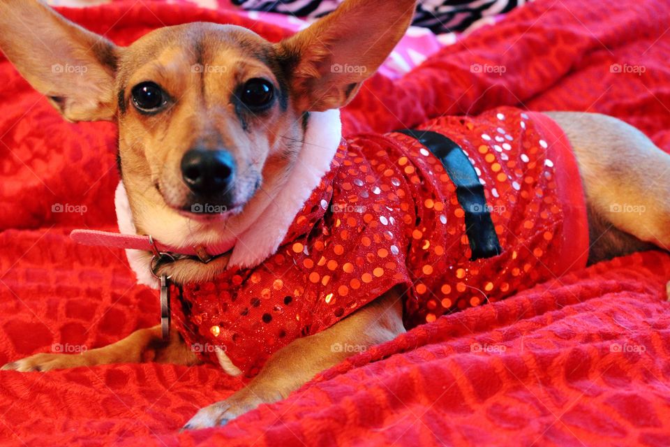 Santa Chiweenie