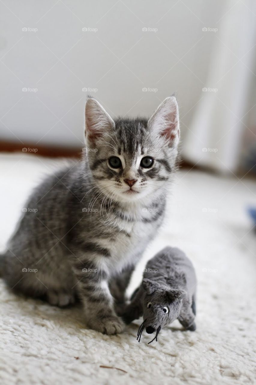 cute kitten playing