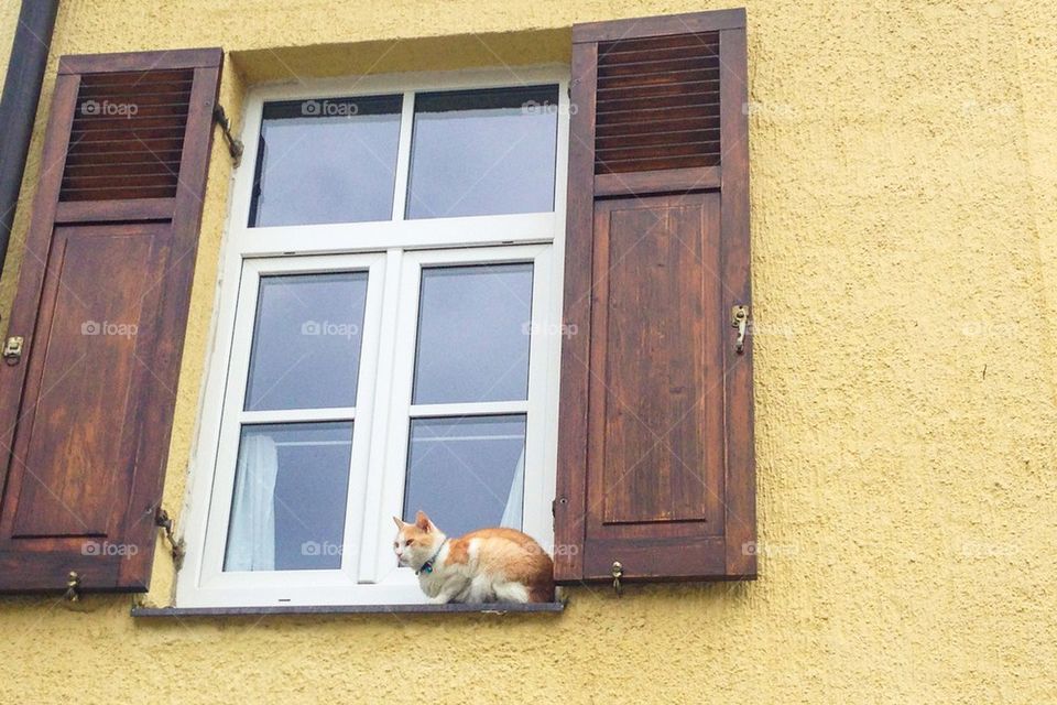 Cat on the windowsill