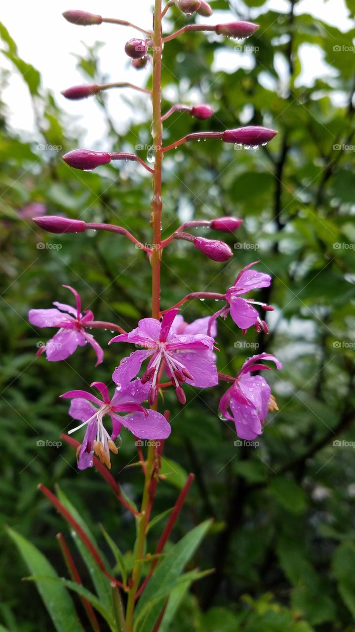 pink
fire weed