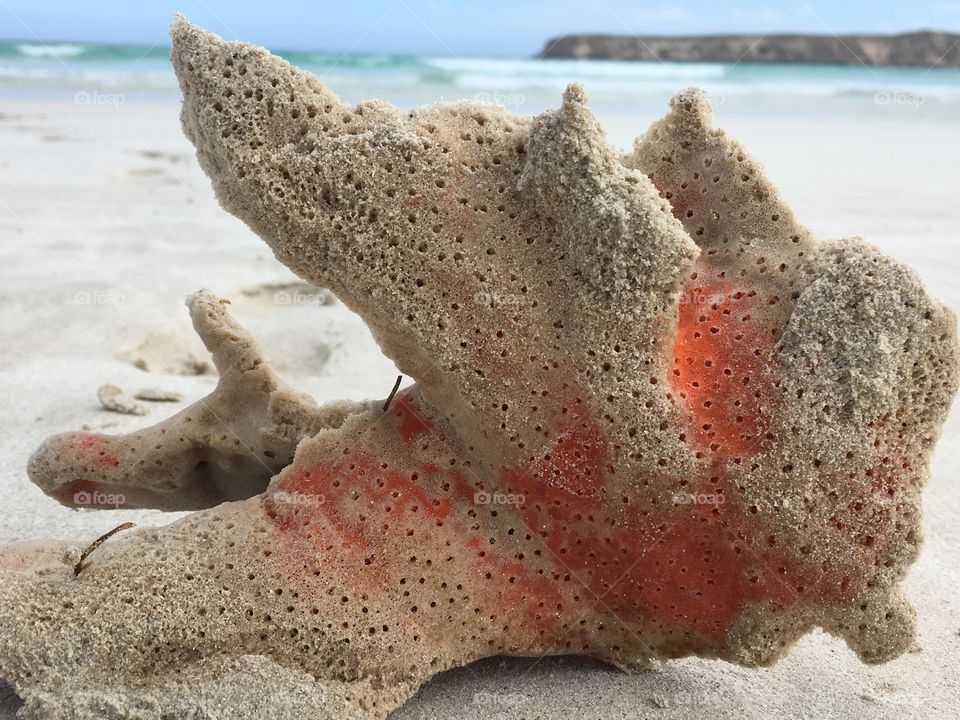 Orange sea sponge coral closeup on beach