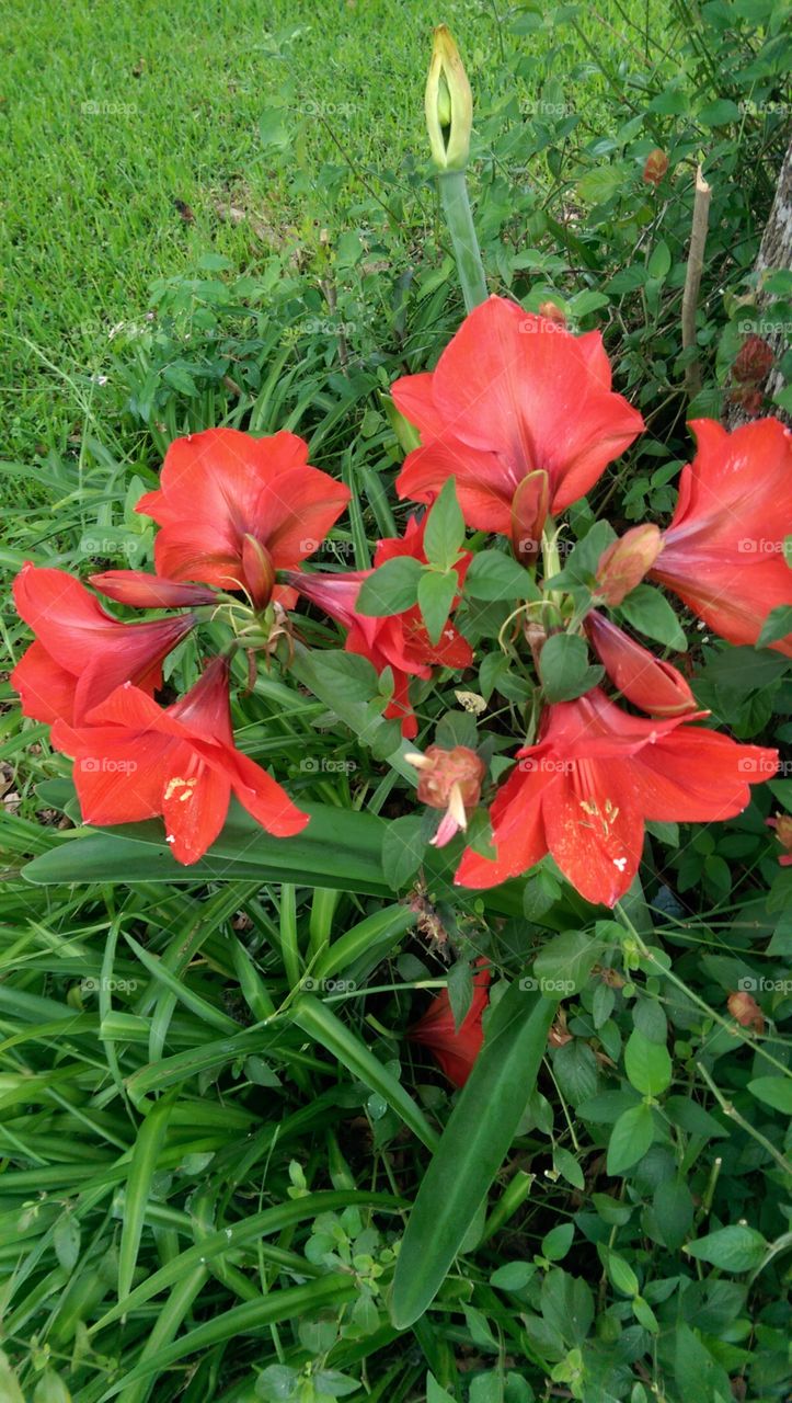 Nature, Flower, Summer, Flora, Leaf