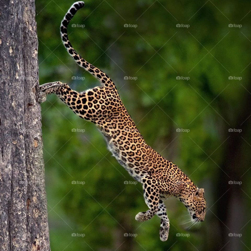 Adventure of Leopard