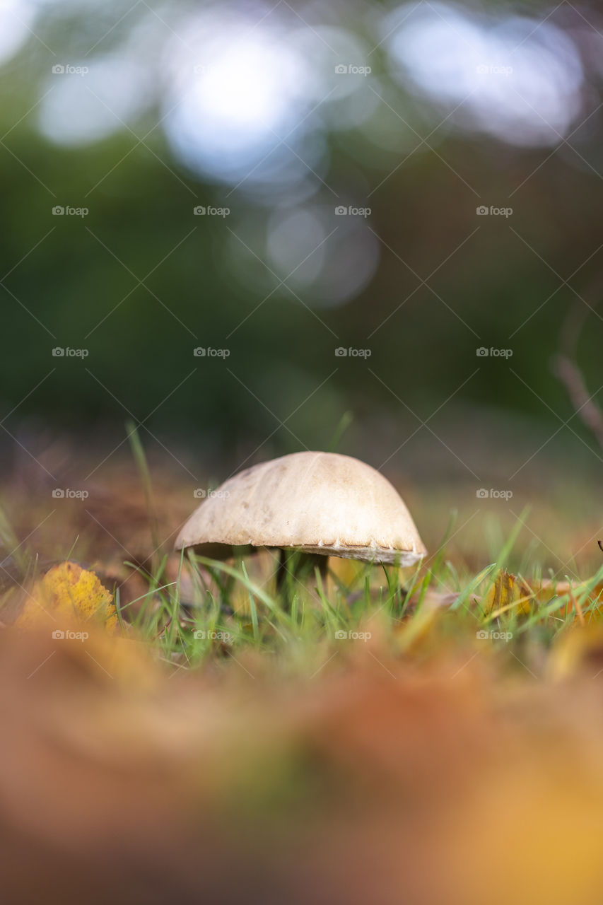 a portrait of a mushroom standing in a green grass lawn full of orange and yellow fallen leaves during fall or autumn season