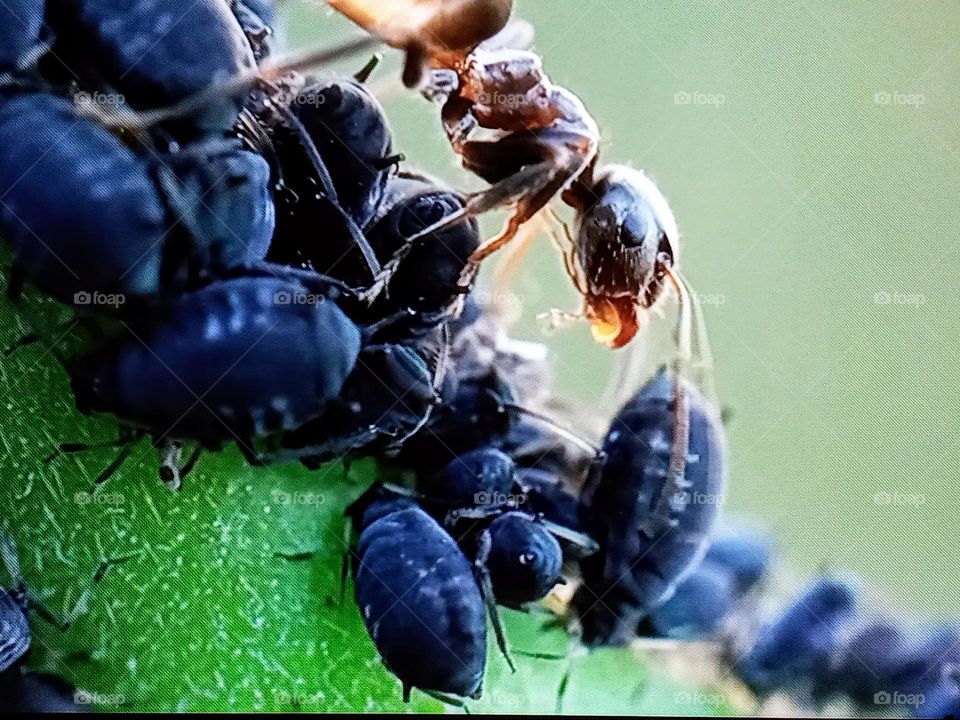 insectes photography