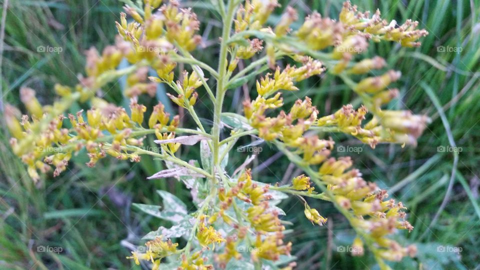 flowers or grasses?